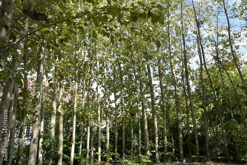 Quadro su tela Haie de peupliers