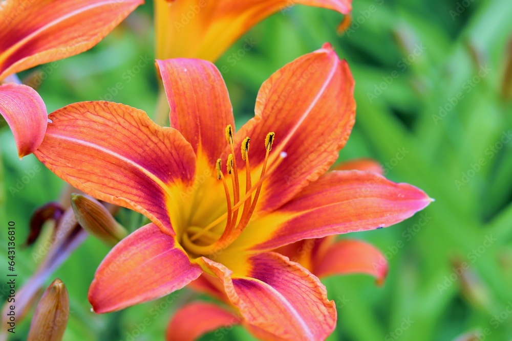 orange daylily flowers, Hemerocallis fulva