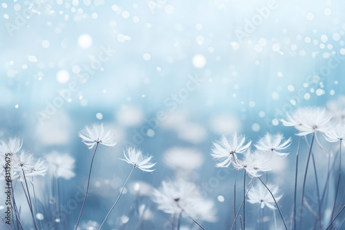 Pusteblumen mit vertr  umten Hintergrund  Dandelions with dreamy background