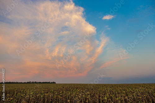 Sunset over a field with ripe sunflowers. Beautiful landscape  agricultural theme. Ukrainian field.