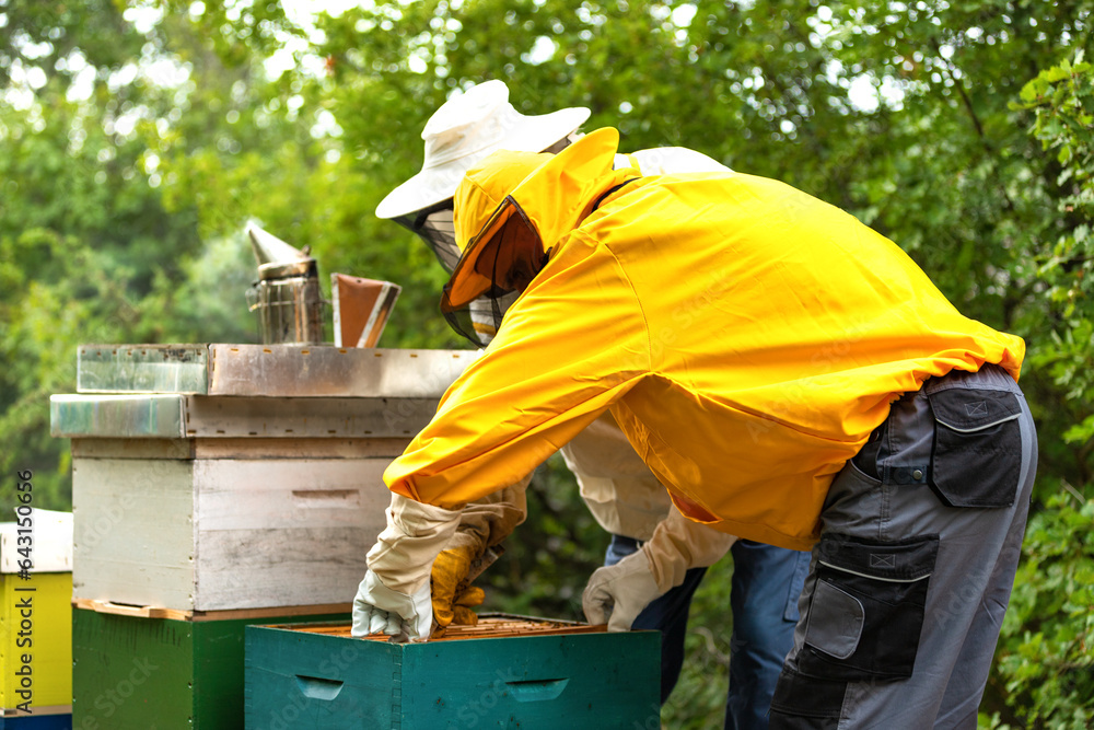 Beekeepers in a protective suit and gloves working on the apiary. Eco apiary in nature. Beekeeping. A house for bees.
