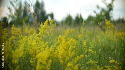 Summertime yellow bedstraw at wild meadow	 photo