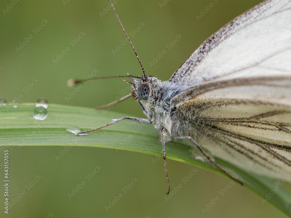 Obraz premium Rapsweißling