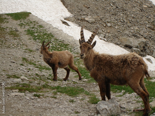 bouquetins mercantour photo