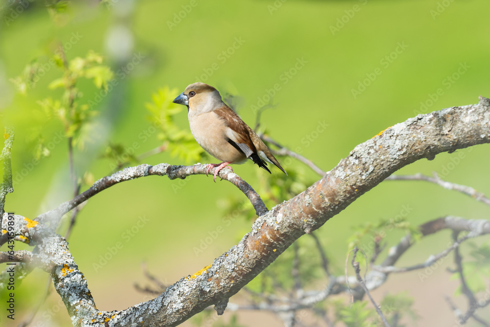 Hawfinch (Coccothraustes coccothraustes) Hawfinch (Coccothraustes coccothraustes)