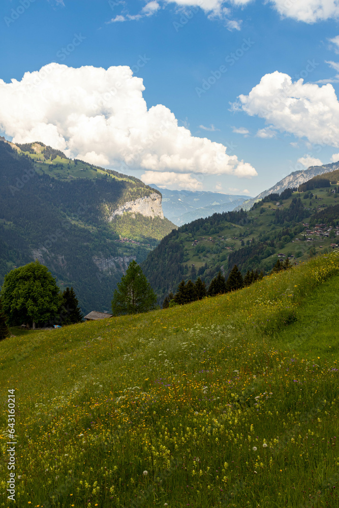 Swiss Alps in Switzerland in the Summer With Mountains Peaking Through the Clouds in the Background with Flower in the Foreground Swiss Alps in Switzerland in the Summer With Mountains Peaking Through the Clouds in the Background with Flower in the Foreground