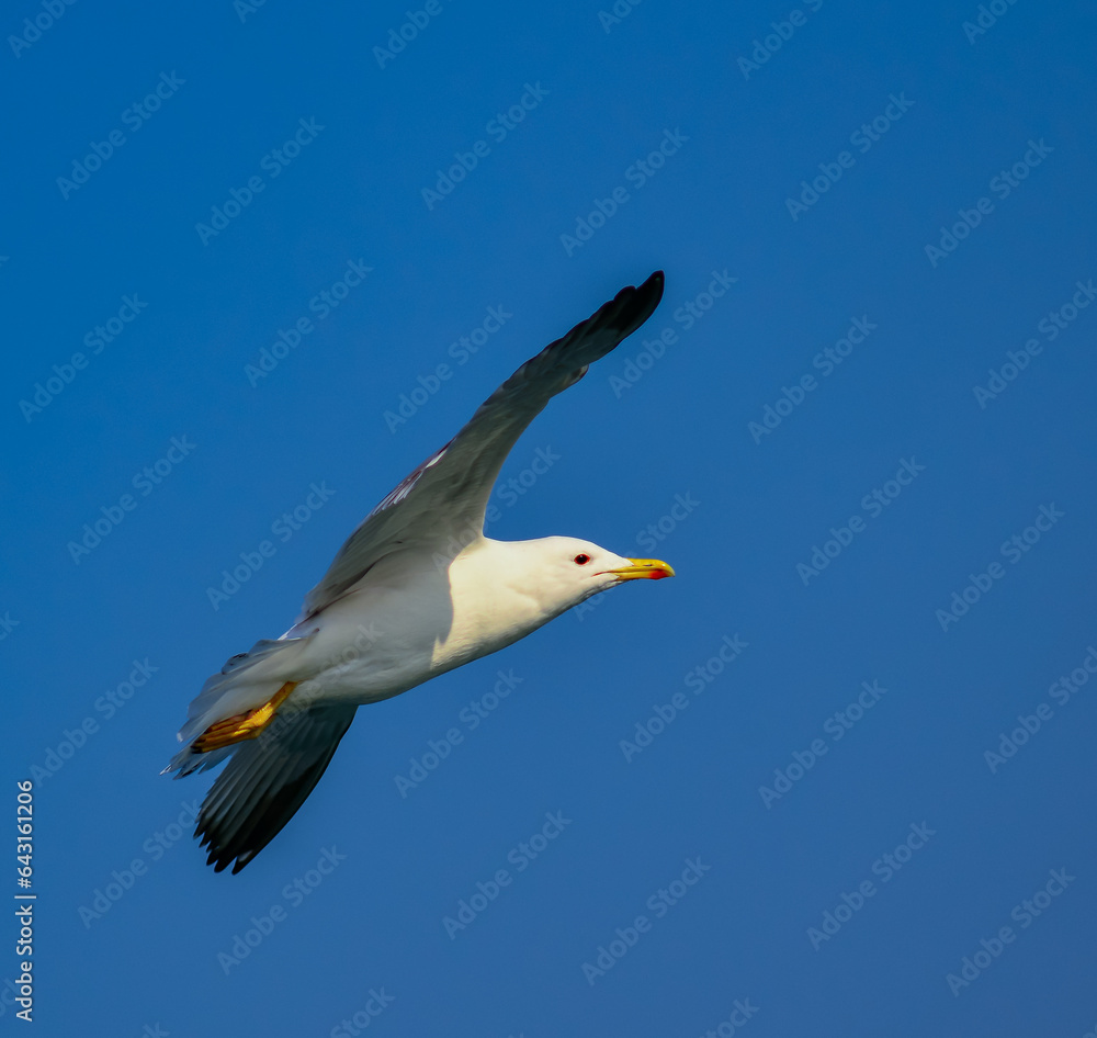 The black-headed gull (Chroicocephalus ridibundus) (Larus ridibundus), seagull The black-headed gull (Chroicocephalus ridibundus) (Larus ridibundus), seagull
