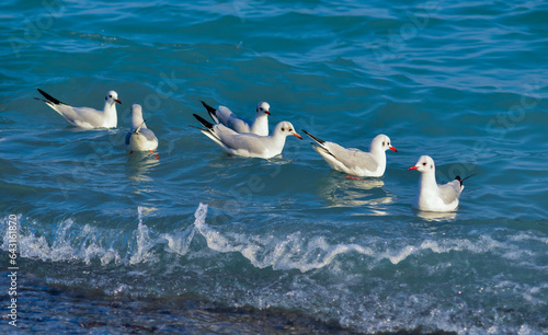 The black-headed gull  Chroicocephalus ridibundus   Larus ridibundus 