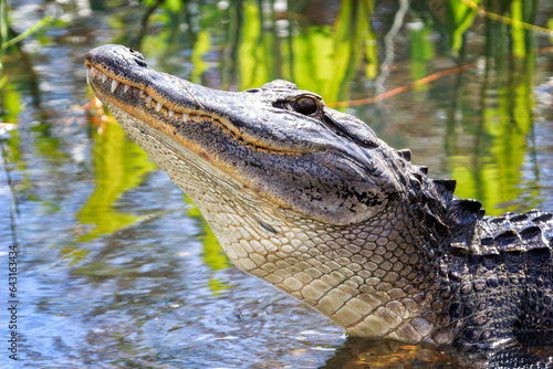 Alligator, Everglades, national park, Florida.