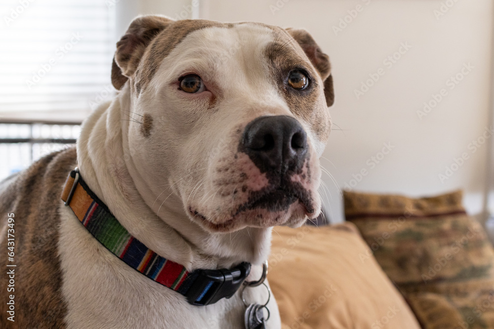 Close-up of a dog with a concerned look Close-up of a dog with a concerned look