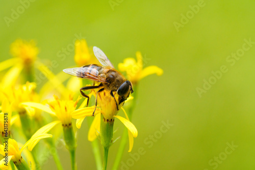 Colorful closeup on a fluffy Bohemian Cuckoo bumblebee, Bombus bohemicus, sitting on a yellow flower photo