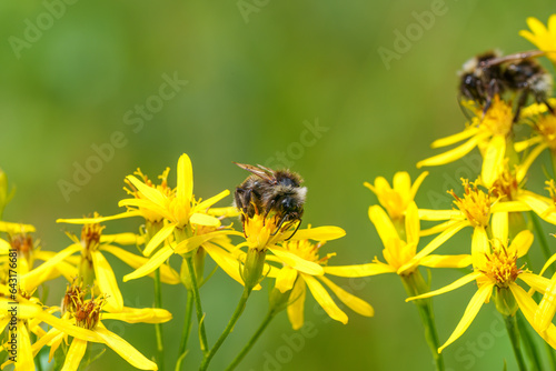 Colorful closeup on a fluffy Bohemian Cuckoo bumblebee, Bombus bohemicus, sitting on a yellow flower photo