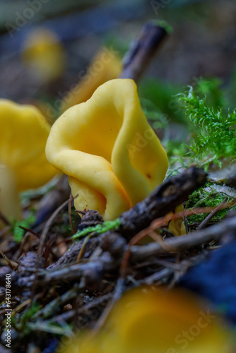 bright yellow fruitbodies of Sowerbyella imperialis, a rare and unusual species of ascomycete fungi, growing in autumn forest