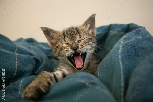 a yawning sweet kitten on a blue cover © Grau Photographers