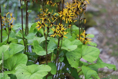 Ligularia Hessei Laternchen. Yellow ligularias flowering in garden. photo