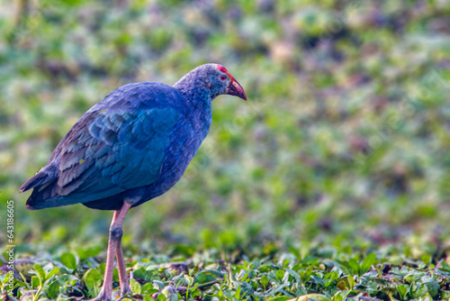 Schilderij op canvas A Purple Swamphen