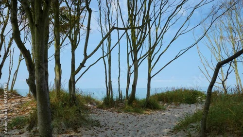 Walk through the forest to the beach, Germany, Darß