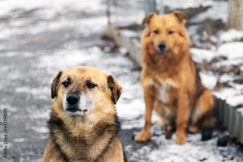 Two dogs sit in the yard in winter and look attentively ahead