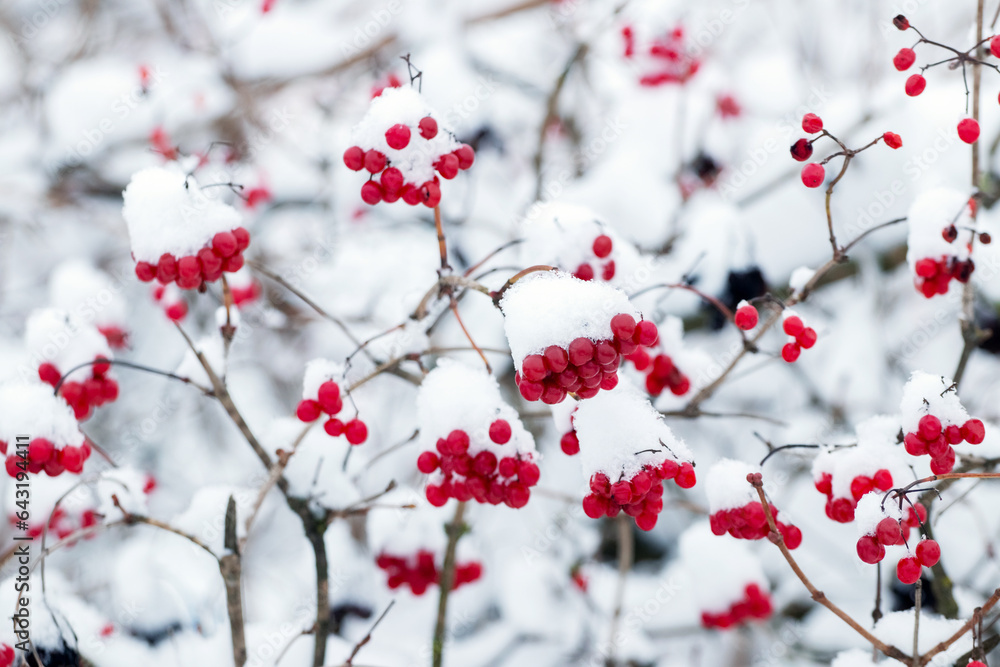 Snow-covered viburnum bush with red berries in winter Snow-covered viburnum bush with red berries in winter