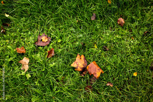 autumn leaves green grass top view background