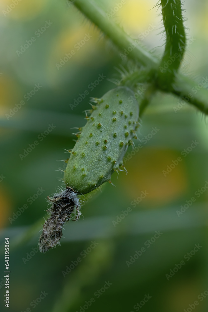 Vegetable background. Young cucumber on a green background Vegetable background. Young cucumber on a green background