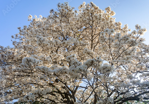 Foto Wonderful Flowers of a white ipe tree, Tabebuia roseo-alba (Ridley) Sandwith