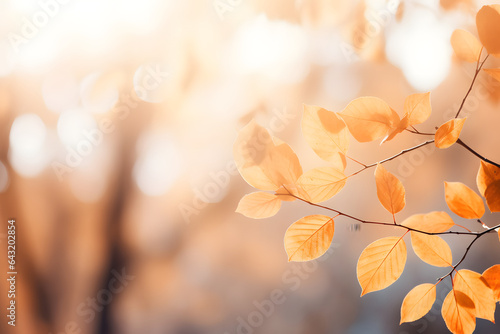 Beautiful blutrred gentle universal natural light autumn background with yellow leaves in park and blurred bokeh photo