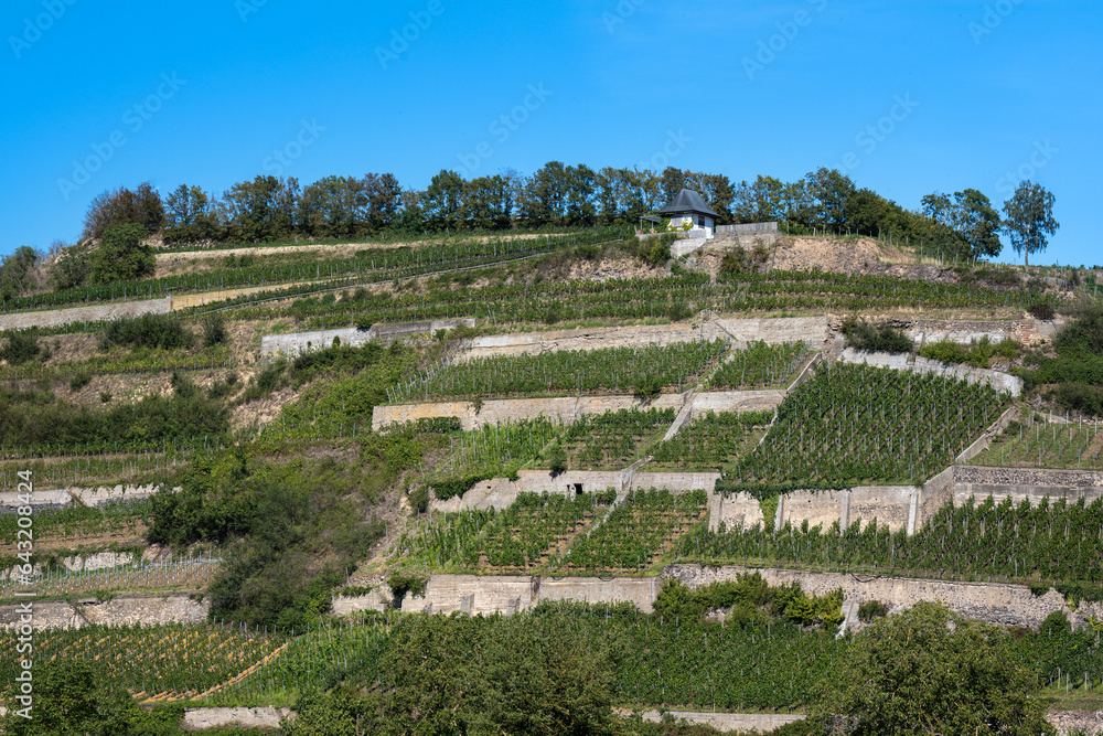 Vineyards near Ihringen, Kaiserstuhl. Breisgau, Baden-Württemberg, Germany, Europe