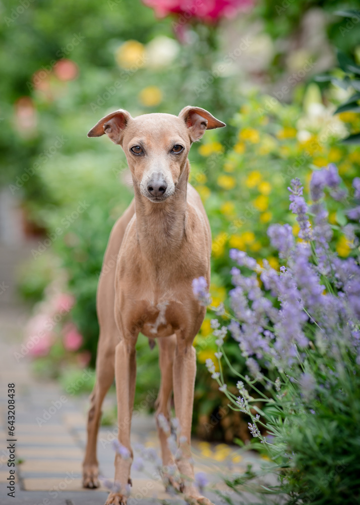 A beautiful dog stands on a path against the background of flower beds A beautiful dog stands on a path against the background of flower beds