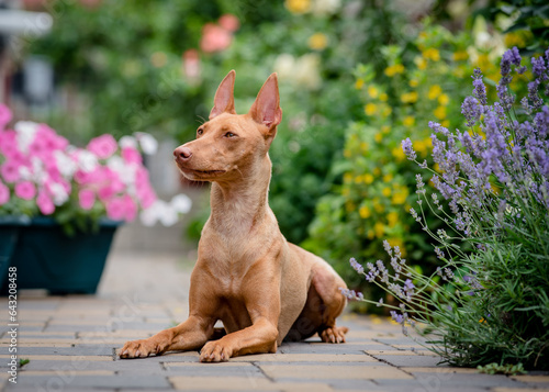 A beautiful red dog lies on a path against the background of flower beds. The breed of the dog is the Cirneco dell'Etna