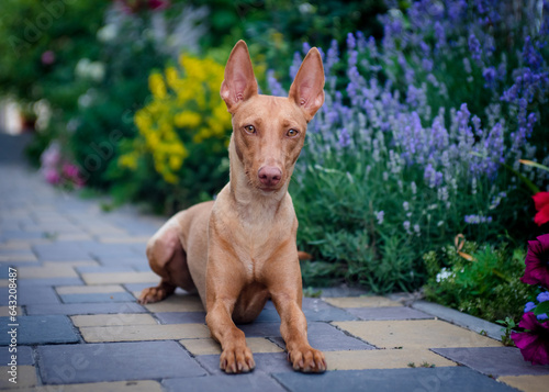 A beautiful red dog lies on a path against the background of flower beds. The breed of the dog is the Cirneco dell'Etna