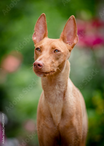 Beautiful red dog is posing for a photo. The breed of the dog is the Cirneco dell'Etna