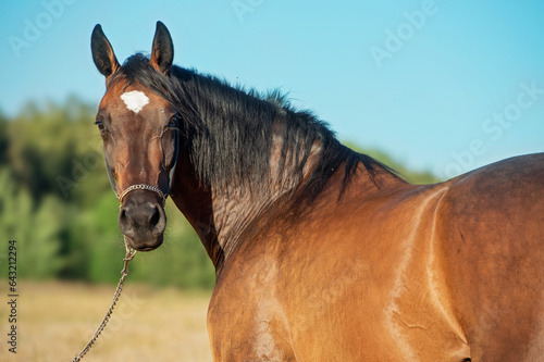 portrait of beautiful bay filly posing in the rye field at sunny evening. close up photo