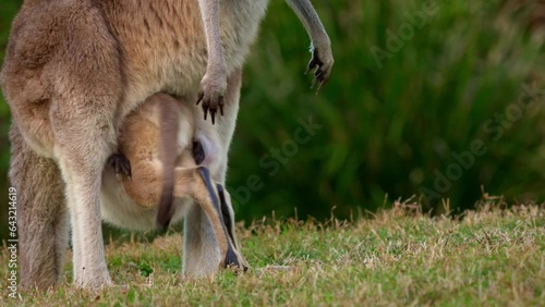 Eastern Grey Kangaroo (Macropus giganteus) on  meadow, very cute animal with baby with green background, australian wildlife, queensland, Brisbane, brown pouched mammal, marsupial. Feeding on grass.