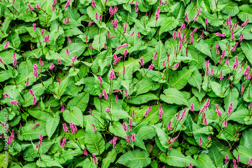 Top view of Bistorta amplexicaulis, a flowering plant that forms stout cushion-like tufts of fresh green leaves with a heart-shaped base and narrow inflorescences composed of small, deep pink flowers. photo
