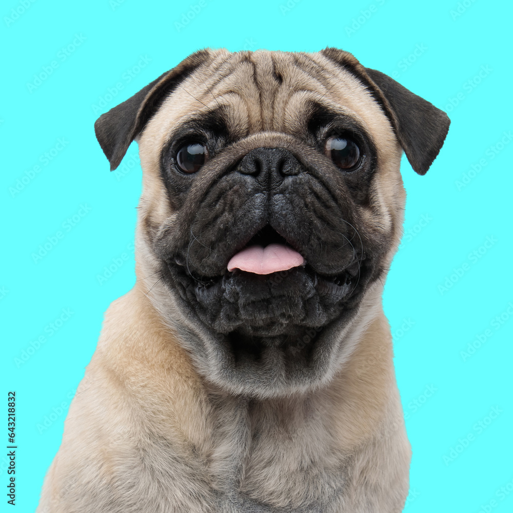 portrait of happy pug dog with tongue out looking forward