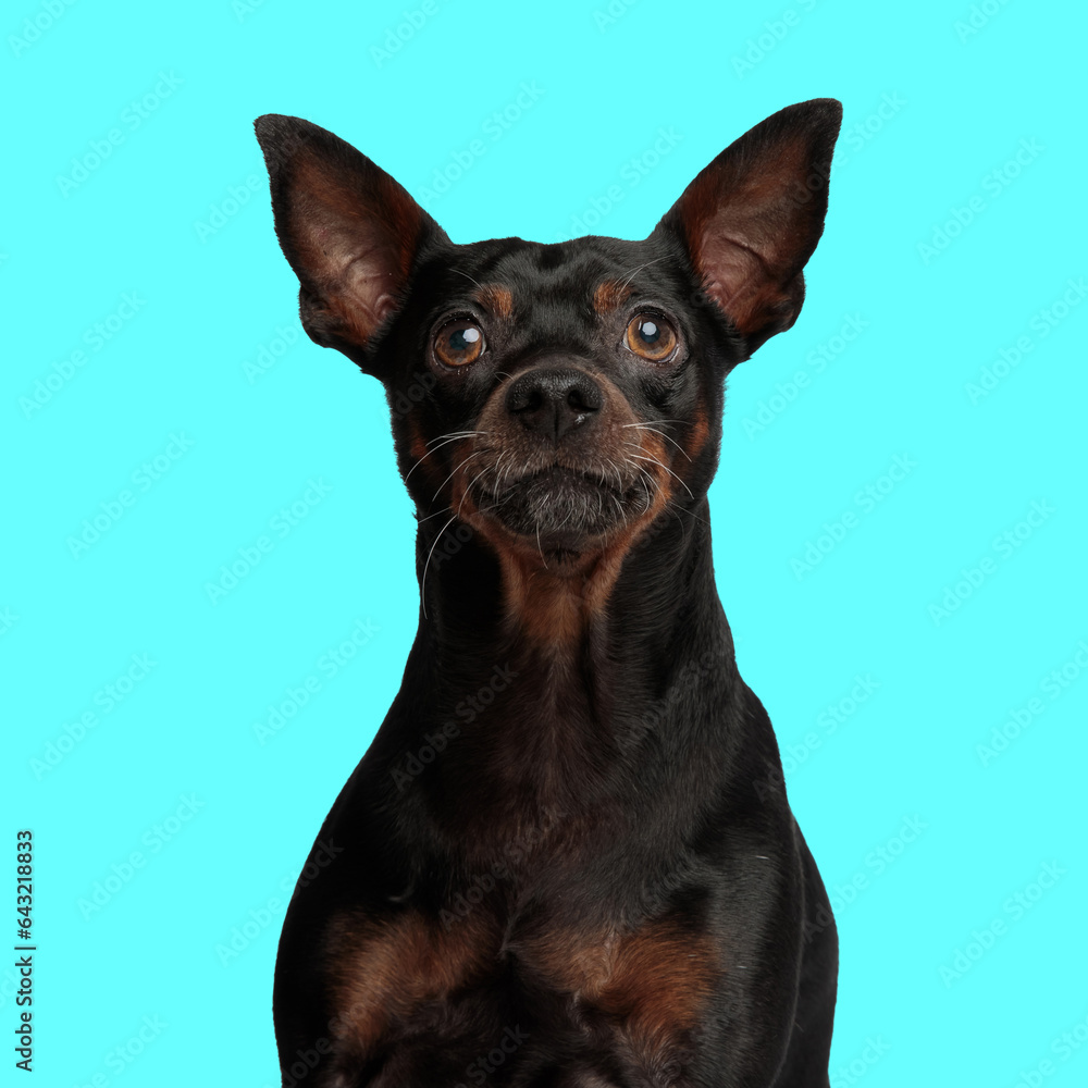 curious pincher dog sitting and looking up on blue background curious pincher dog sitting and looking up on blue background