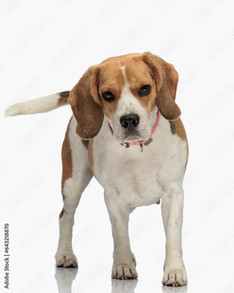 cute little beagle puppy with collar walking while looking forward