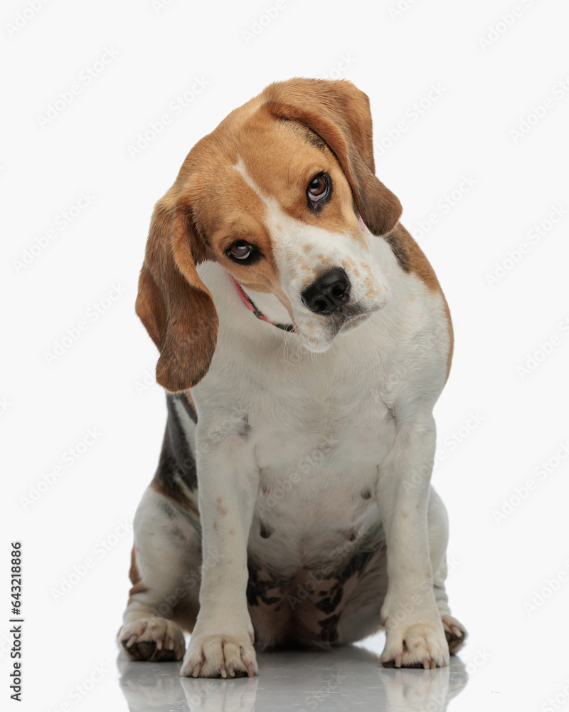 funny beagle dog with collar sitting and looking forward with judgemental eyes