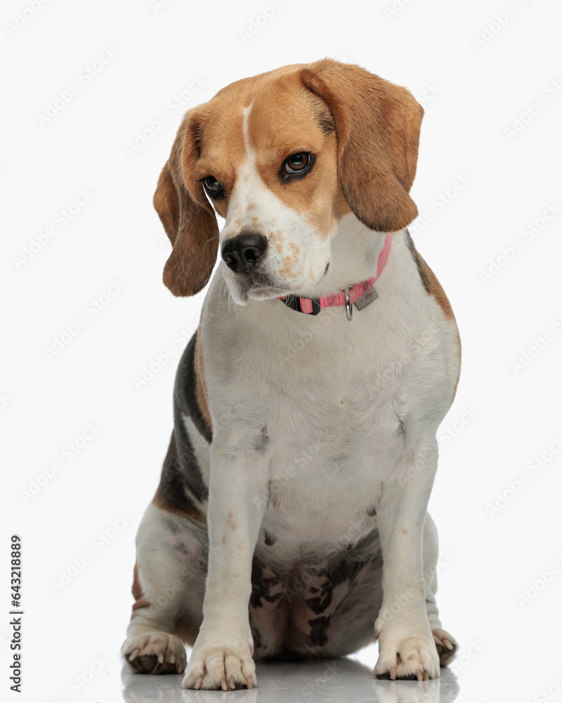 beautiful beagle puppy wearing collar, sitting and looking away