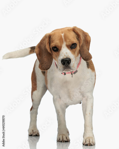 cute little beagle puppy with collar walking while looking forward © Viorel Sima