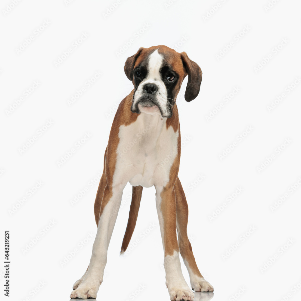 cute little boxer dog looking away while standing on white background