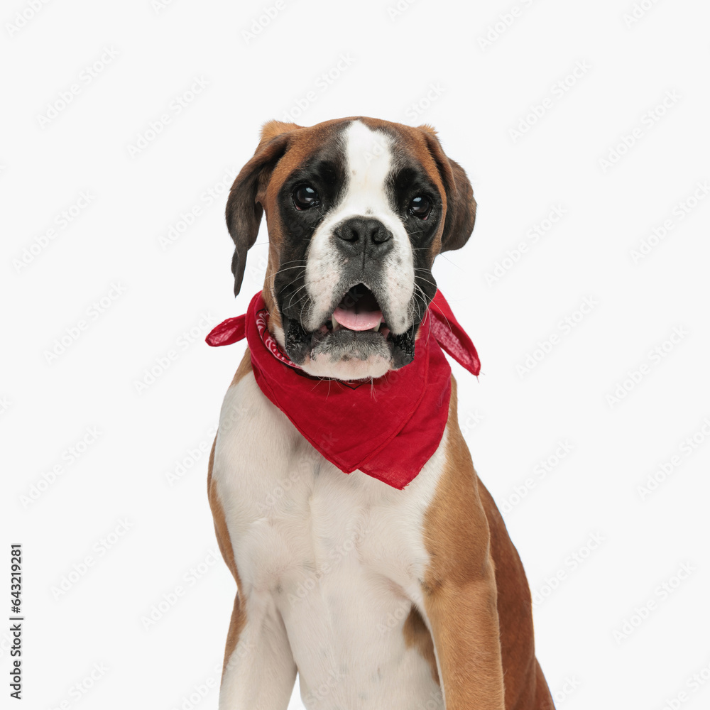 sweet boxer dog with red bandana sticking out tongue and panting