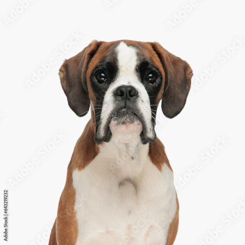 portrait of beautiful boxer puppy looking forward and sitting