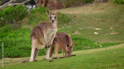 Eastern Grey Kangaroo (Macropus giganteus) on  meadow, very cute animal with baby with green background, australian wildlife, queensland, Brisbane, brown pouched mammal, marsupial. Feeding on grass.