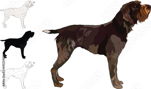 Standing Wirehaired Pointing Griffon detailed drawn dog. Cute side view pet. Logo design, dog silhouette, outlines, dog stroke. Pet character postcard art. Funny dog mascot. Detailed mongrel pet. 
