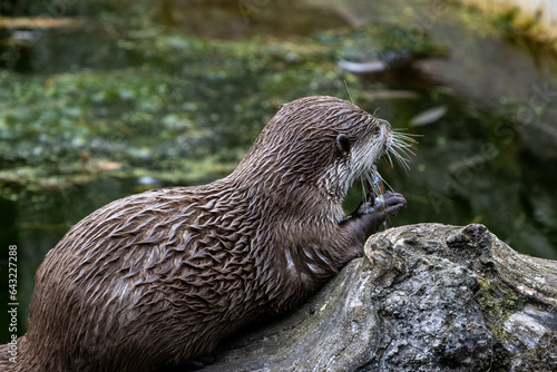 Loutre qui dévore son repas