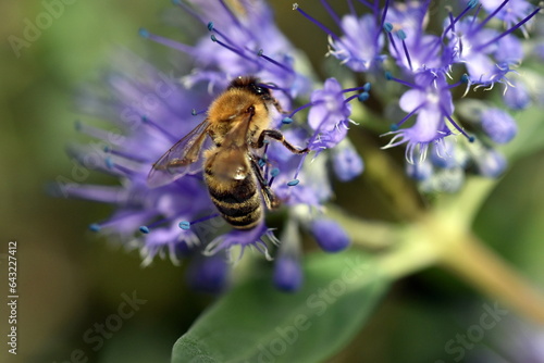 Biene auf einer Bartblume © christiane65