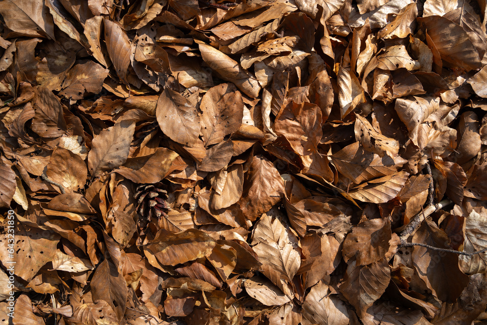 Autumn background with old brown beech leaves on the forest floor Autumn background with old brown beech leaves on the forest floor