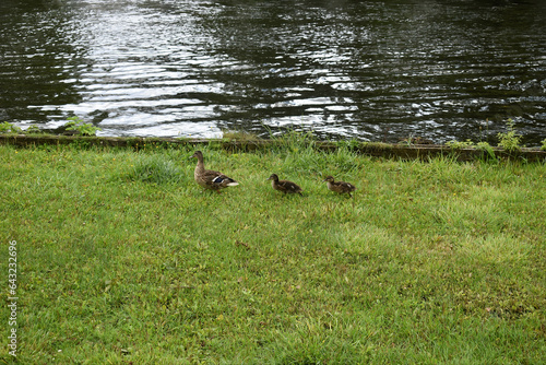 duck family walking on grass next to a waterside in the city.
